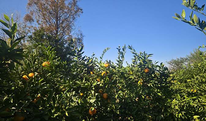 橘林探险，寻味金秋——记凯迪正大2025年度秋季团建活动